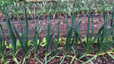 Garlic planted last October