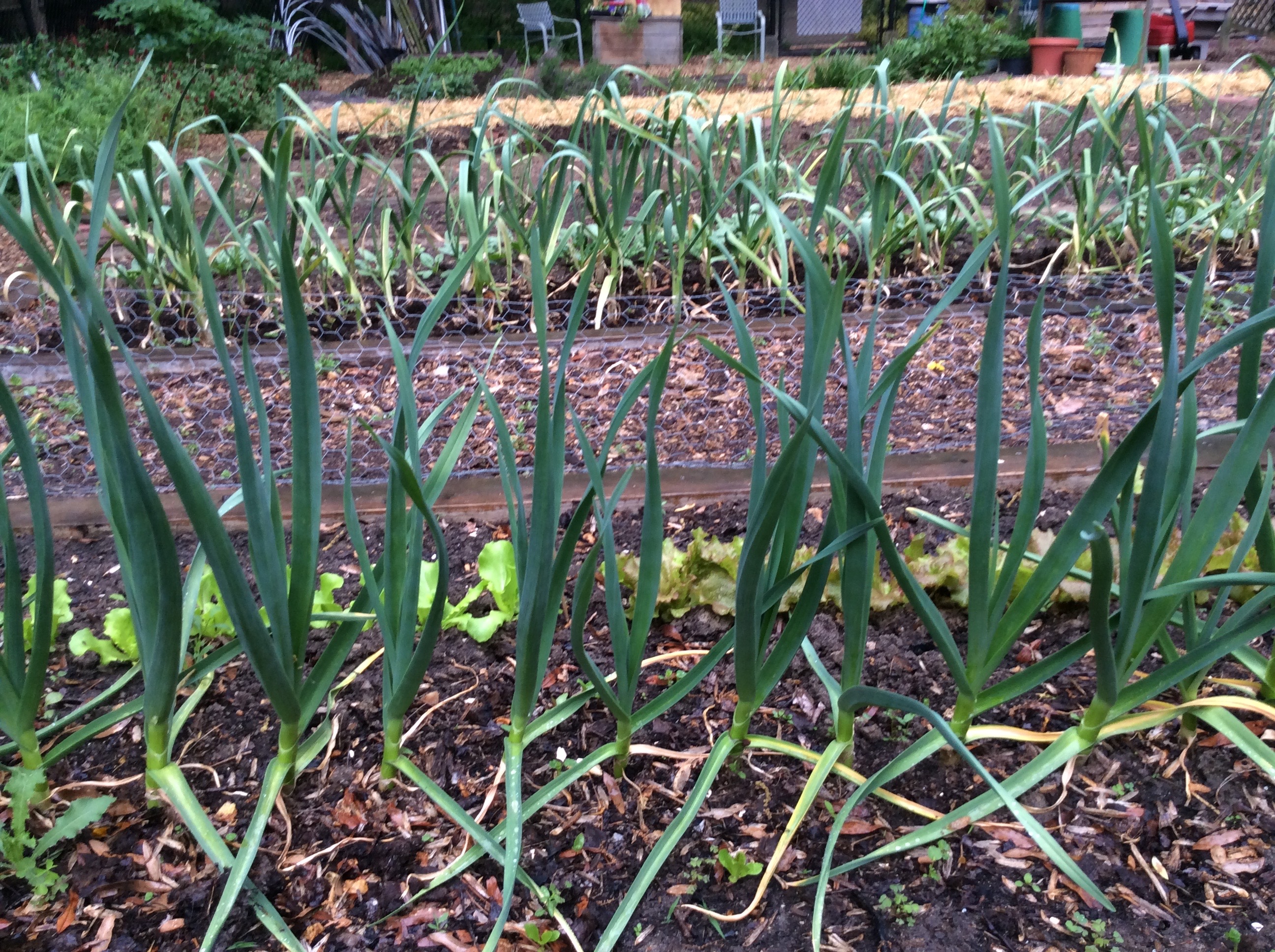 Garlic planted last October