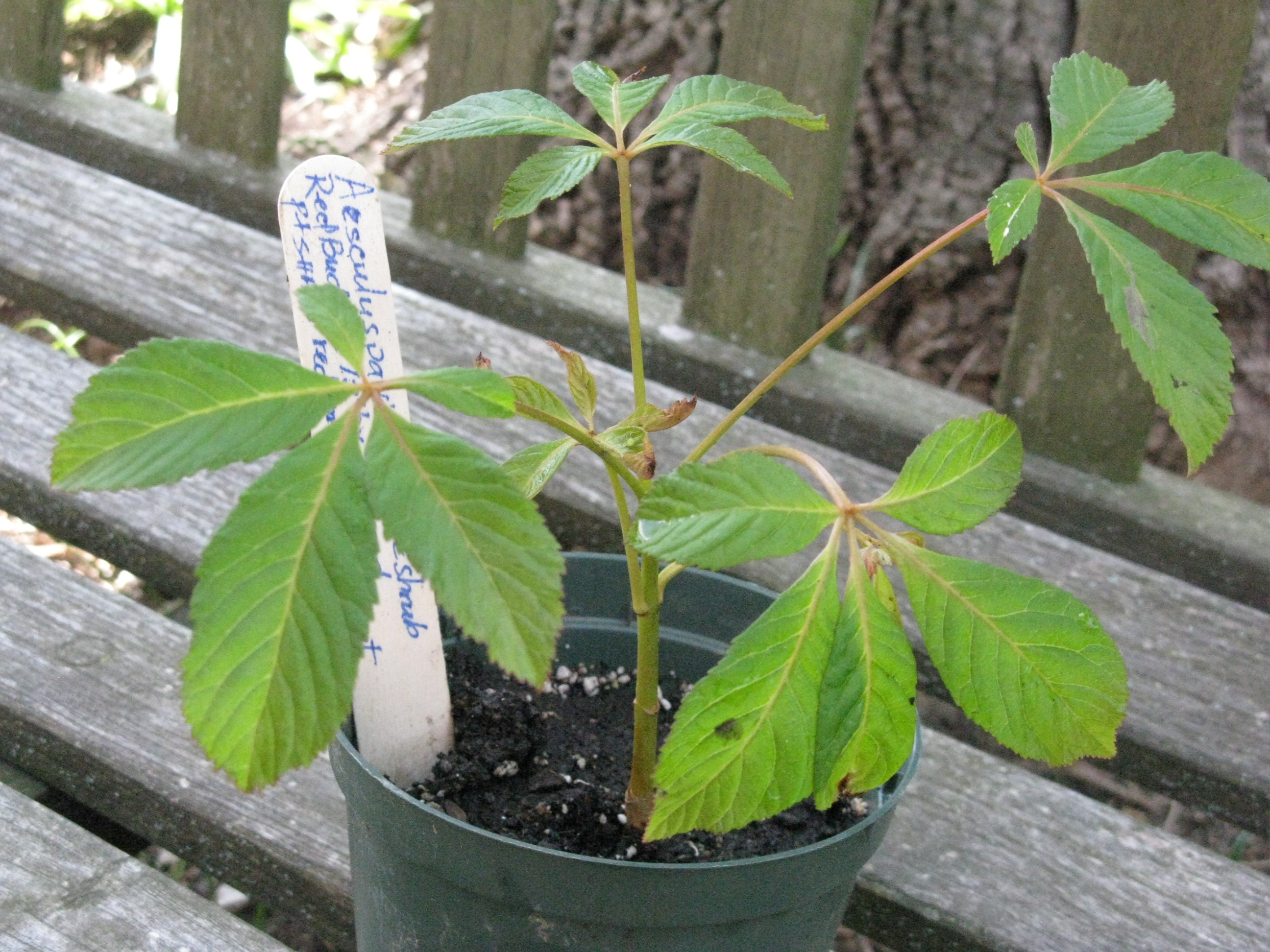 Baby Buckeye potted up for sale after overwintering