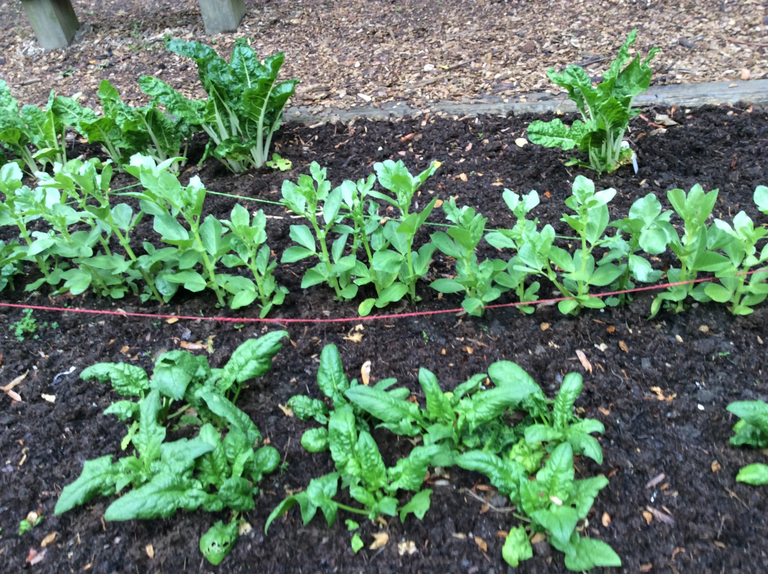 Overwintered Swiss Chard with new fava beans and spinach