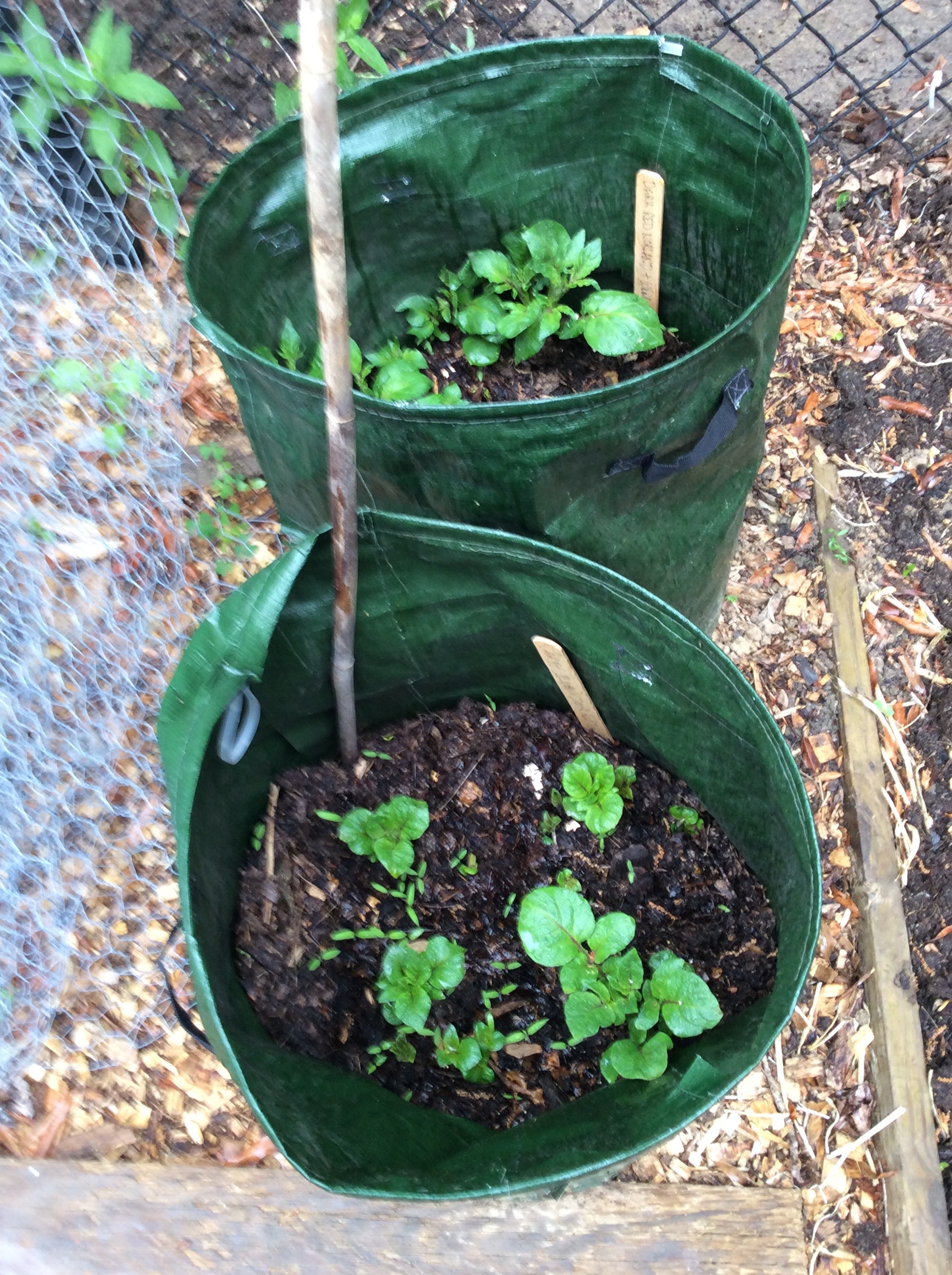 Potatoes growing in bags