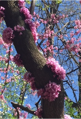 Cercis canadensis