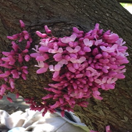 redbud