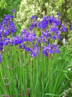 Iris