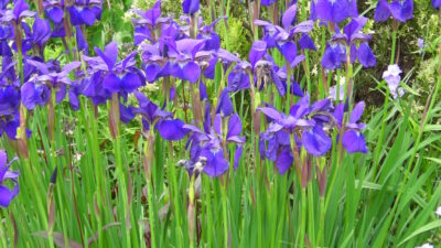 Iris