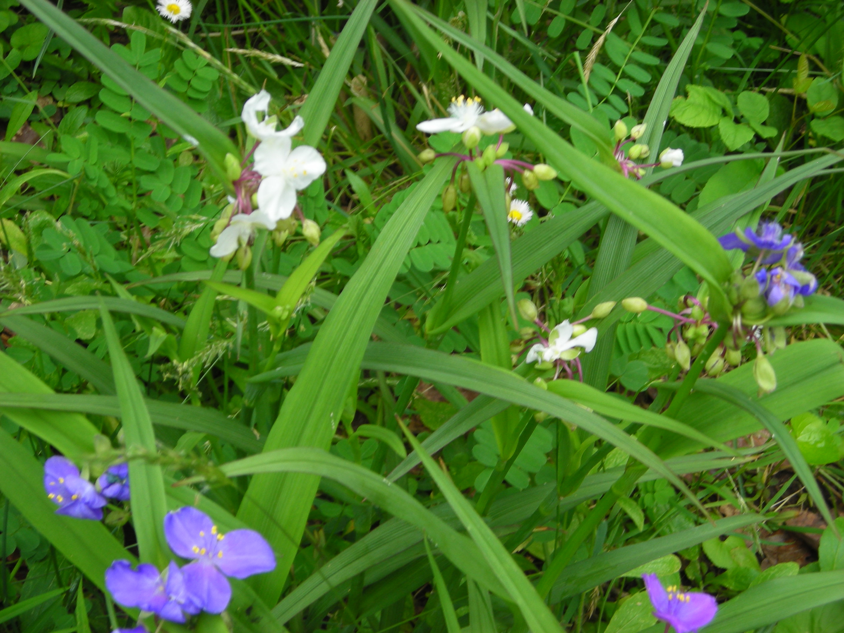 Tradescantia (Spiderwort