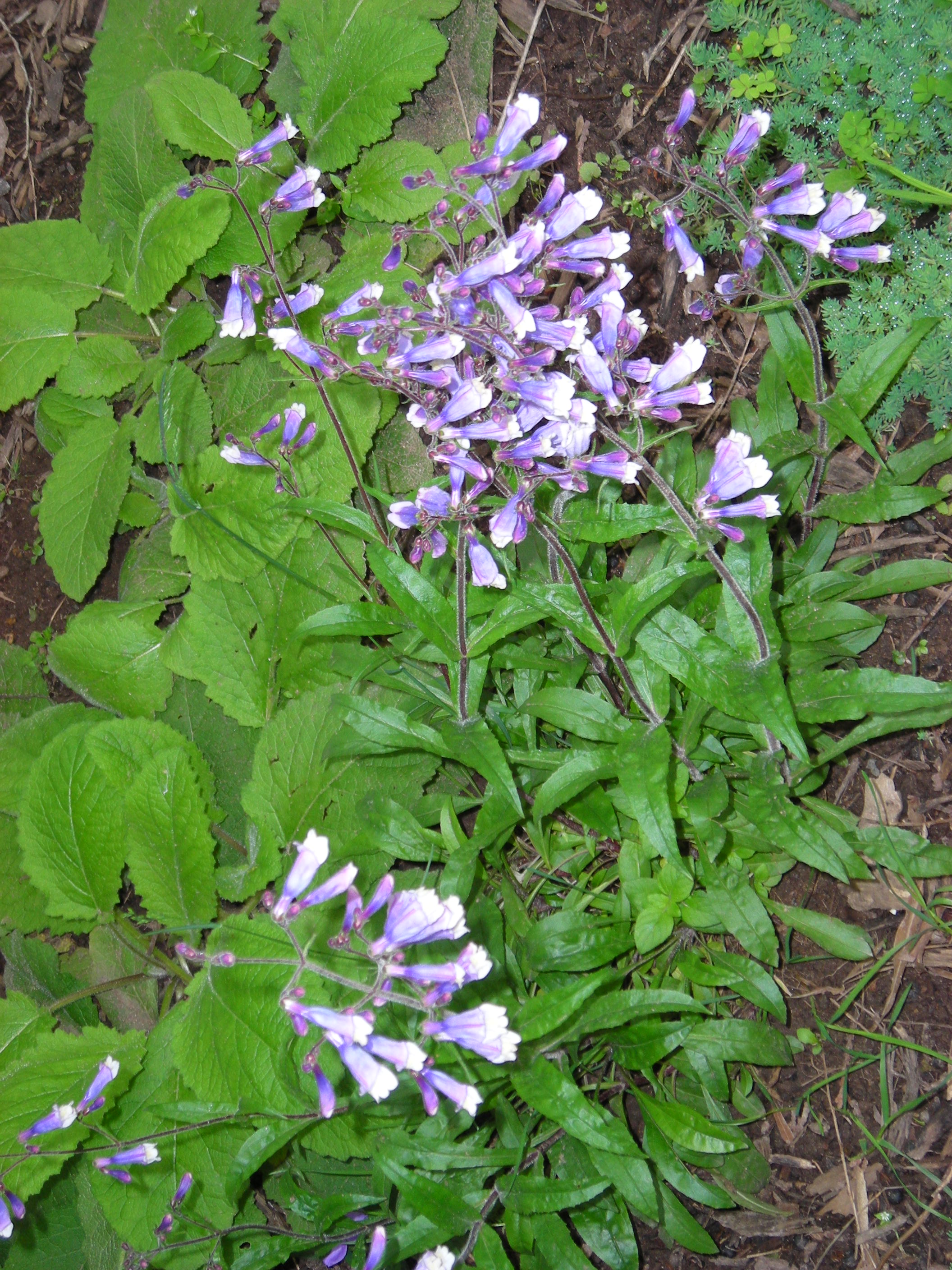 Blue Penstemon hirsutus,