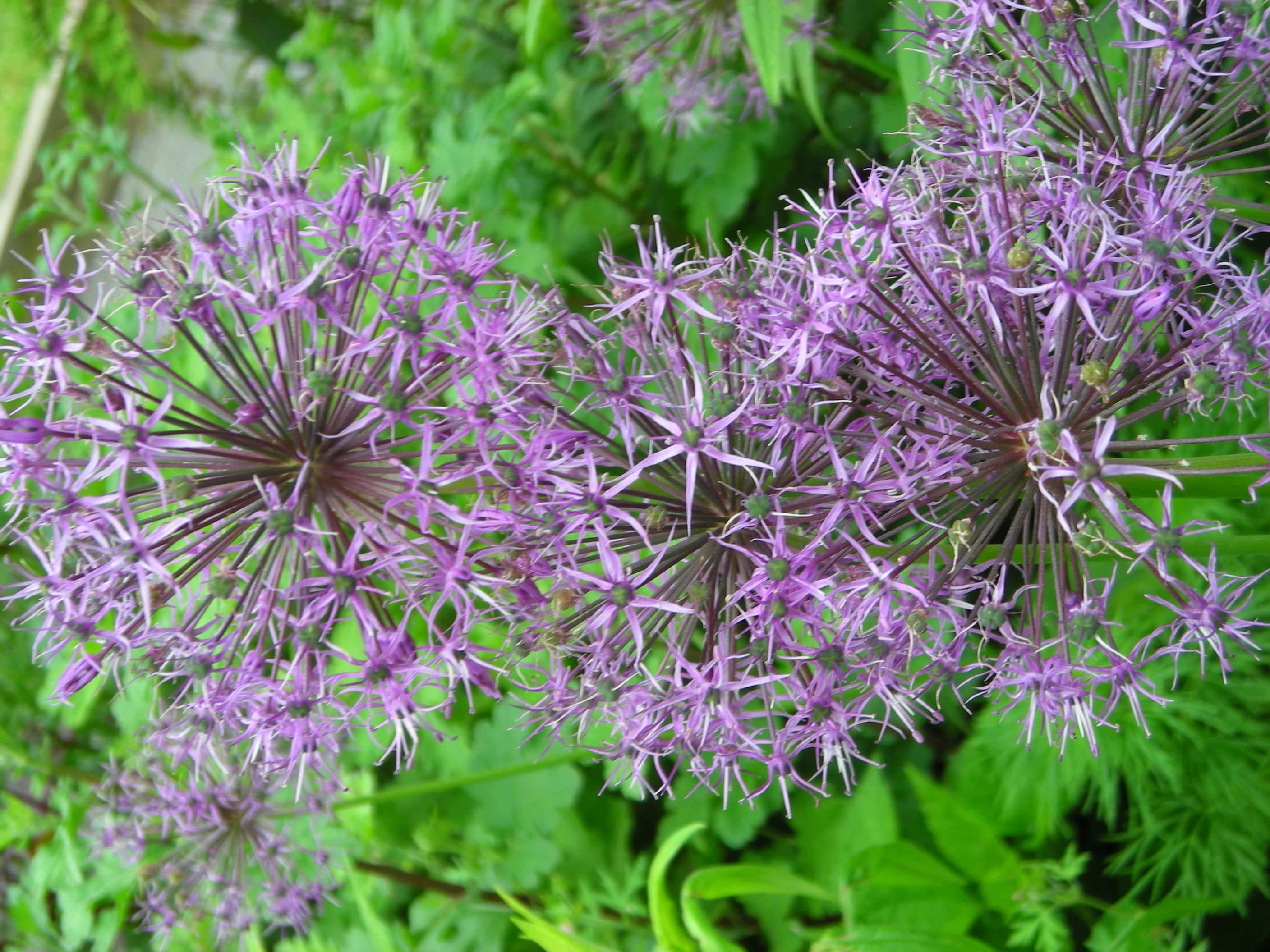 Purple allium