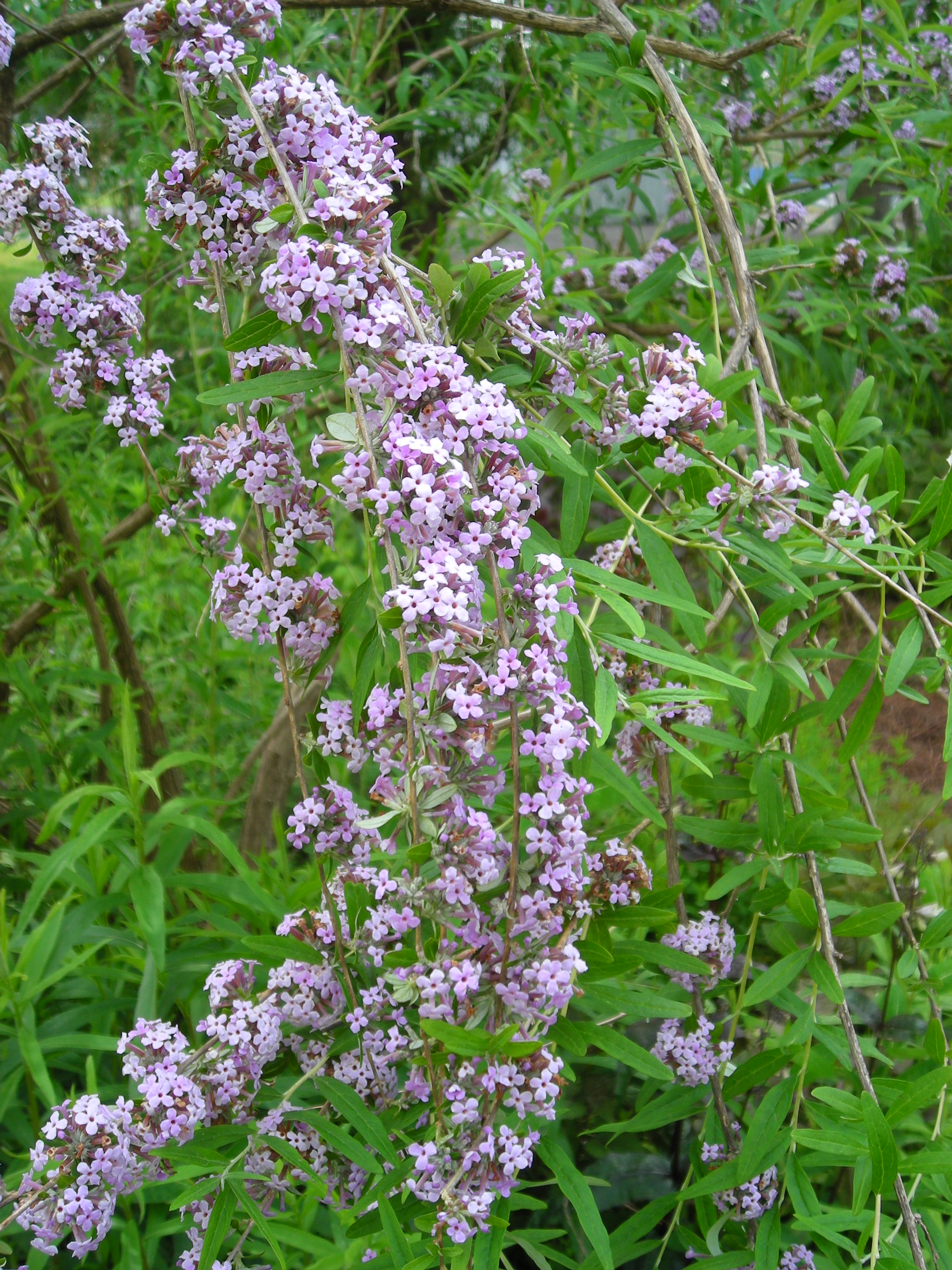 Buddleia alternifolia