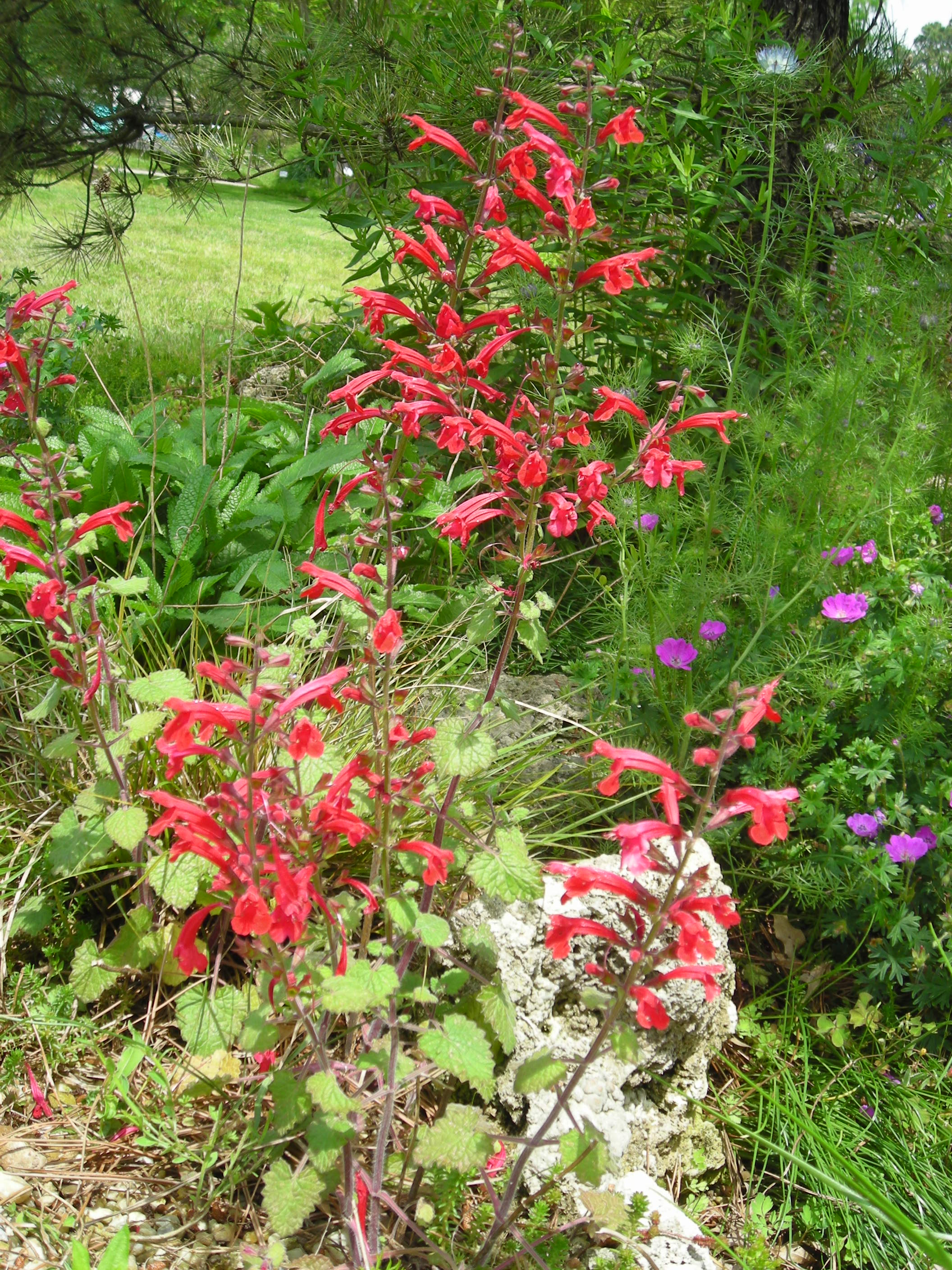 Red Salvia henryi