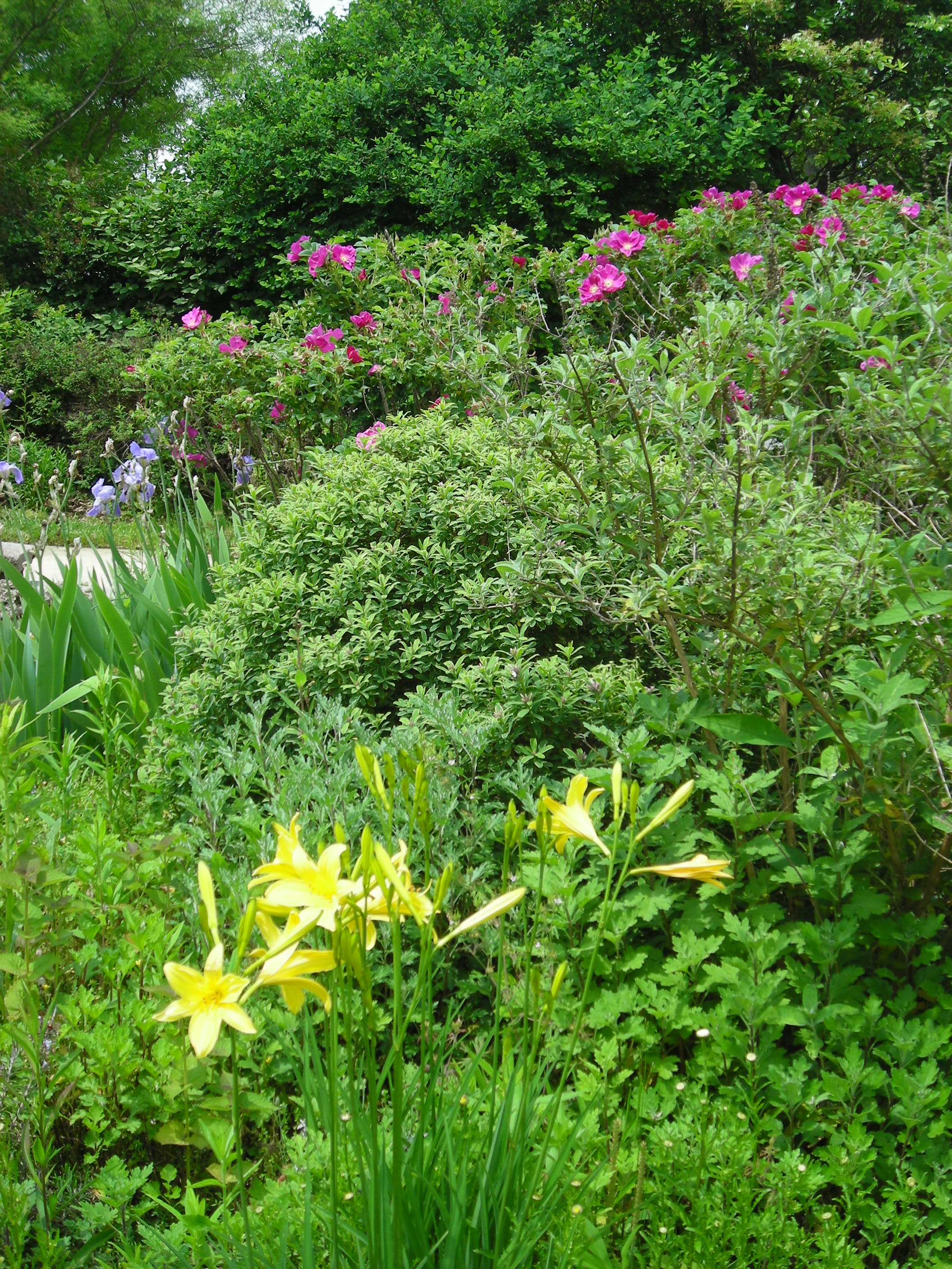 Hemerocallis