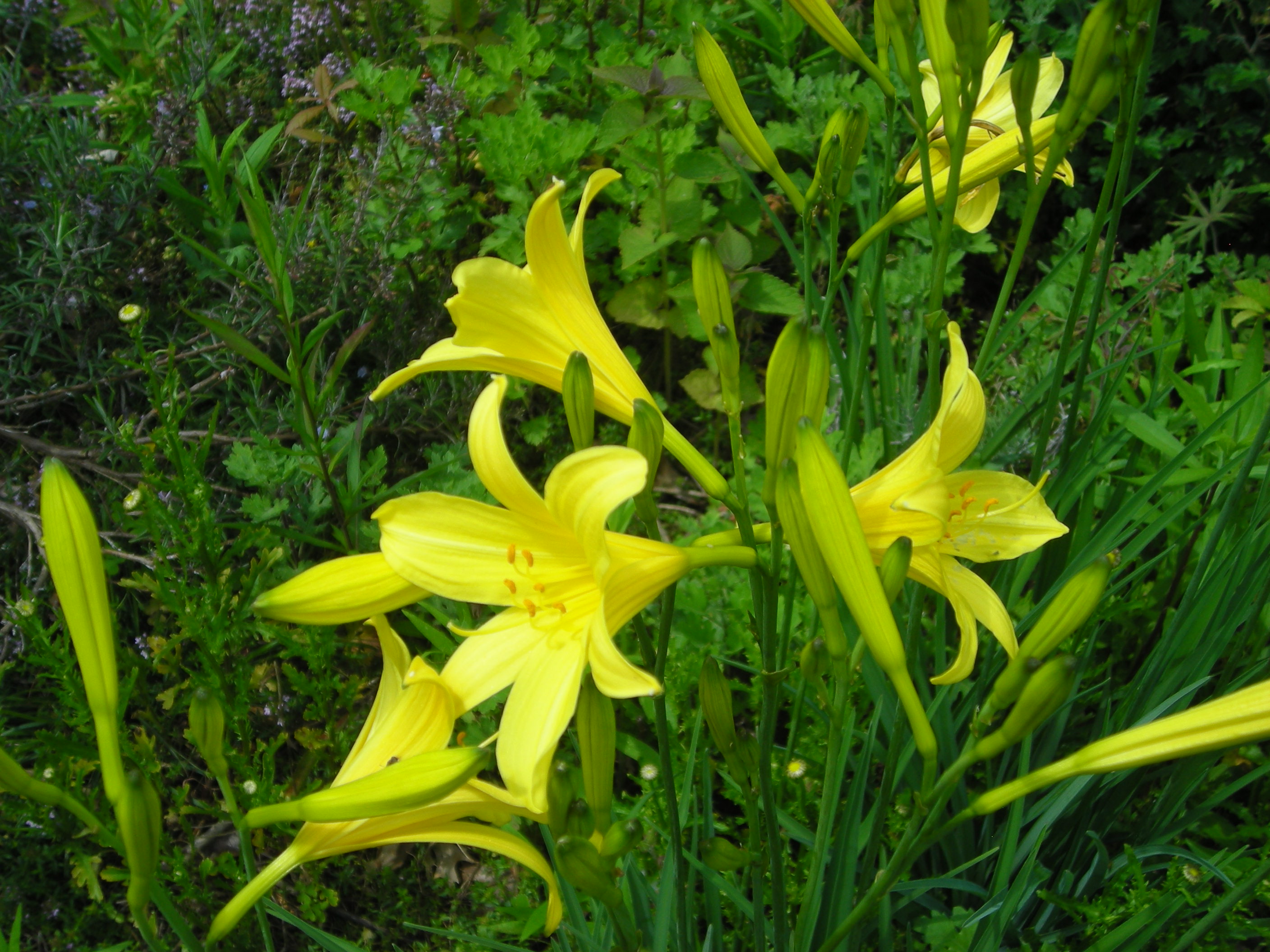 Scented yellow daylily