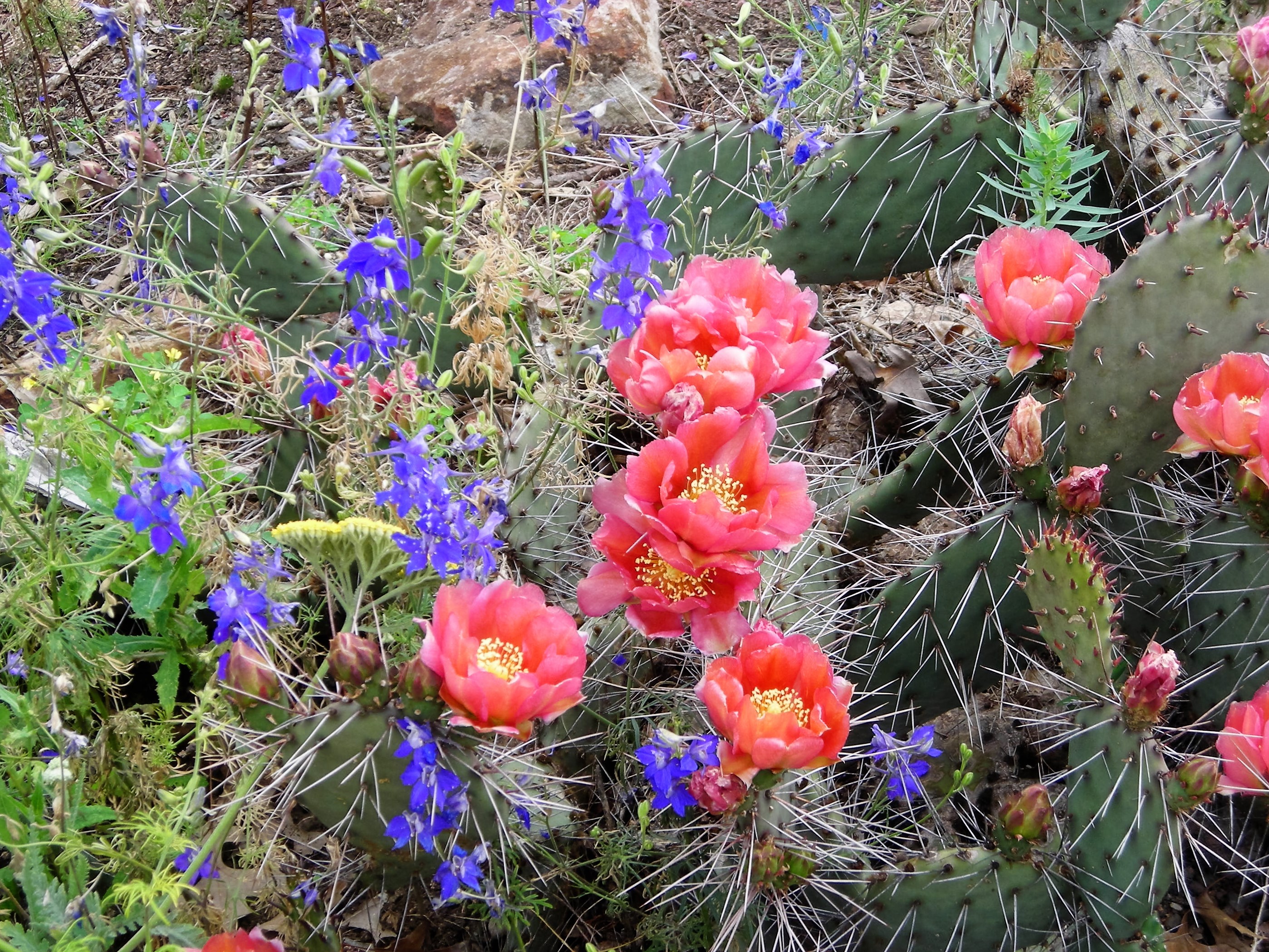 Opuntia polycantha (Plains Prickly Pear)