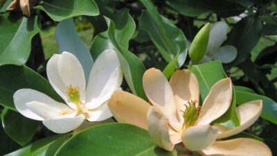 Magnolia virginiana (sweetbay magnolia) flowers showing stigmas on carpels after stamens have fallen.