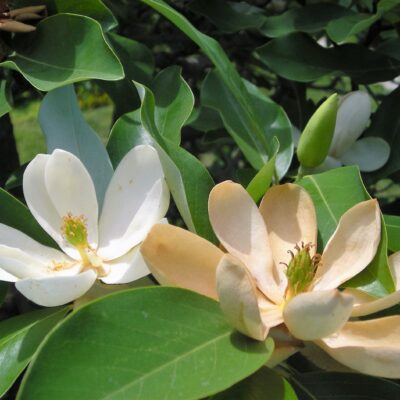 Magnolia virginiana (sweetbay magnolia) flowers showing stigmas on carpels after stamens have fallen.