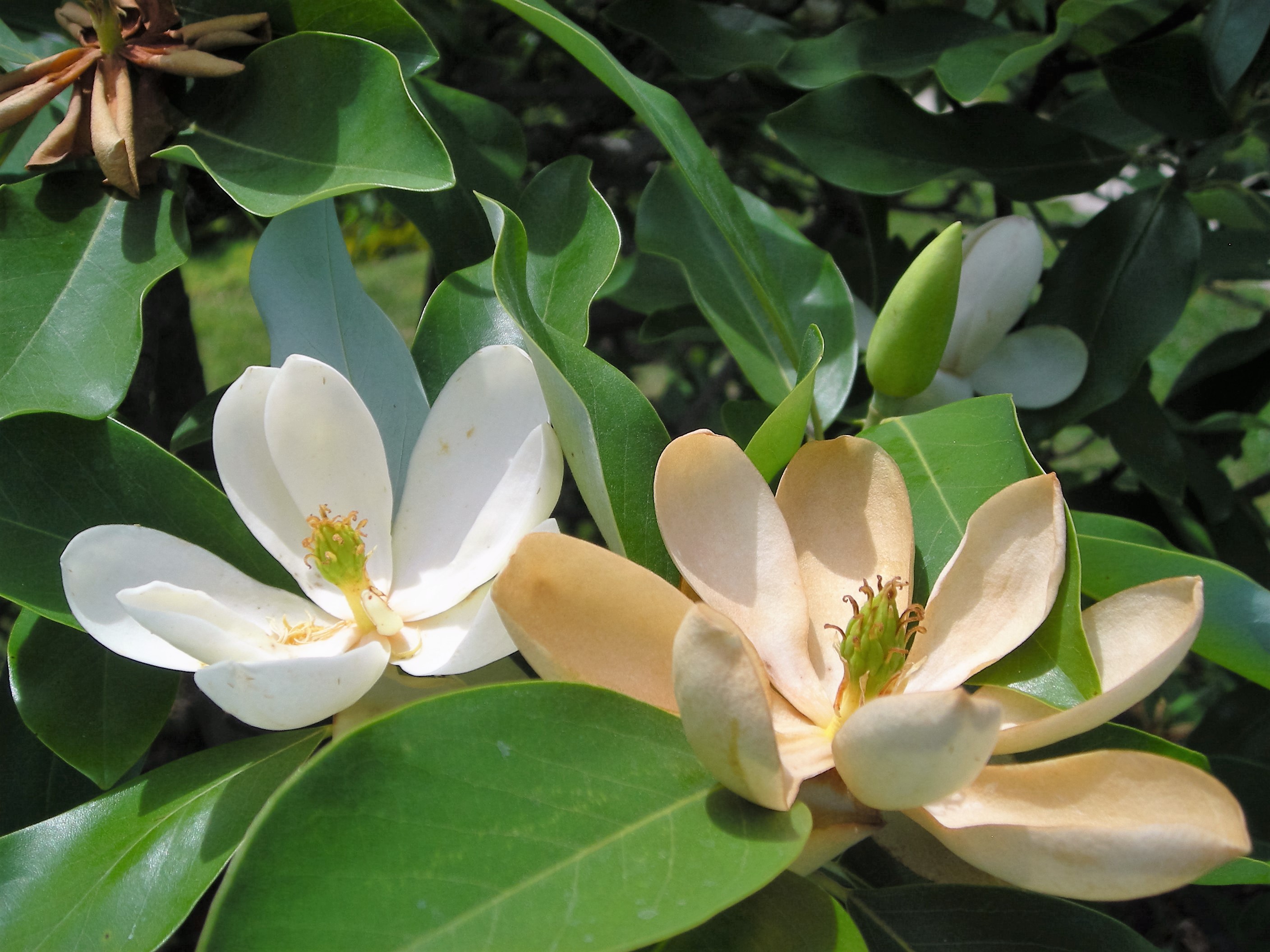 Magnolia virginiana (Sweet Bay Magnolia)