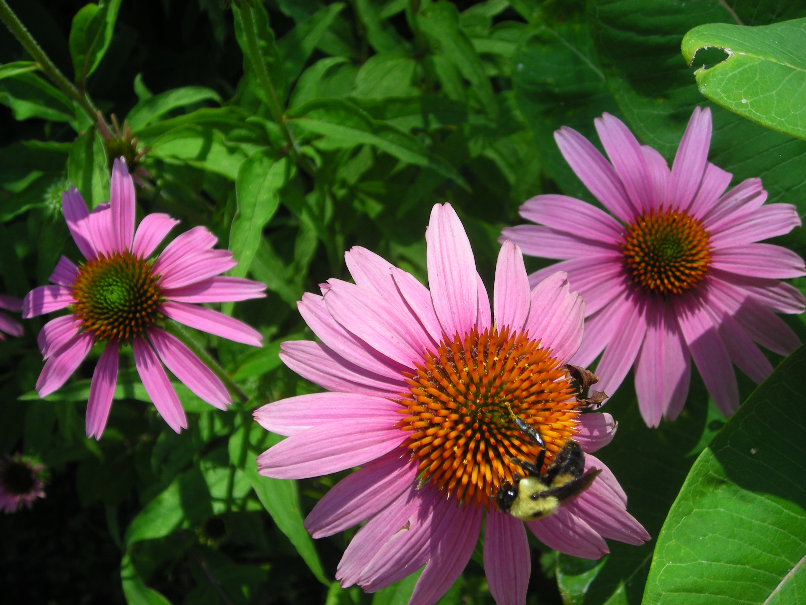 Close-up of a bumble bee visiting the flowers of Echinacea pupurea (purple coneflower) with their pink-purple rays and orange disks against a background of green leaves.