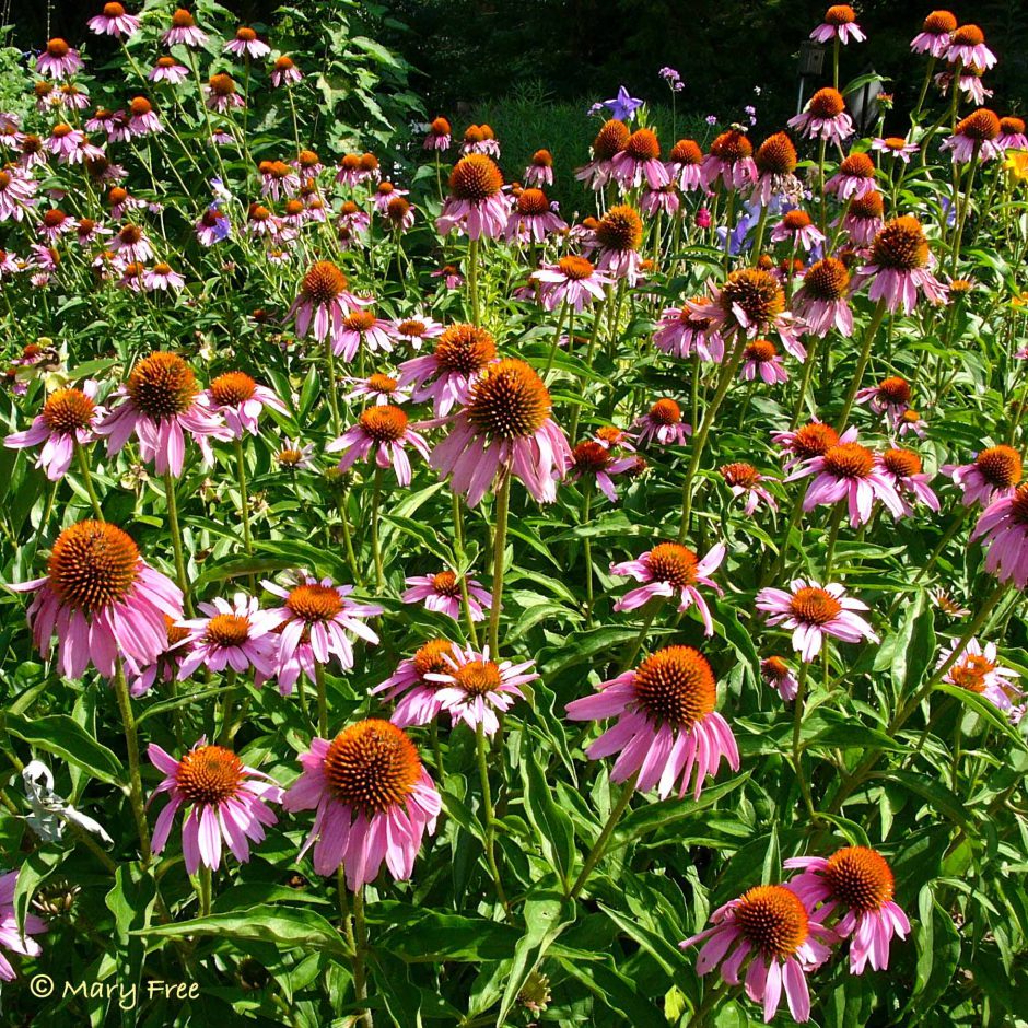 Echinacea planted en masse to attract pollinators in Bon Air Park’s Sunny Garden in Arlington