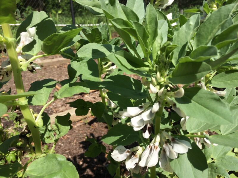 Fava bean flowers