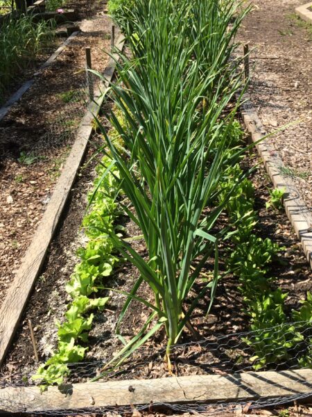 Garlic with lettuce and spinach