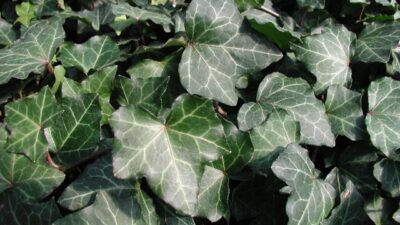 English ivy (Hedera helix)