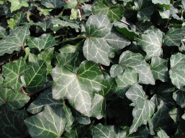 English ivy (Hedera helix)