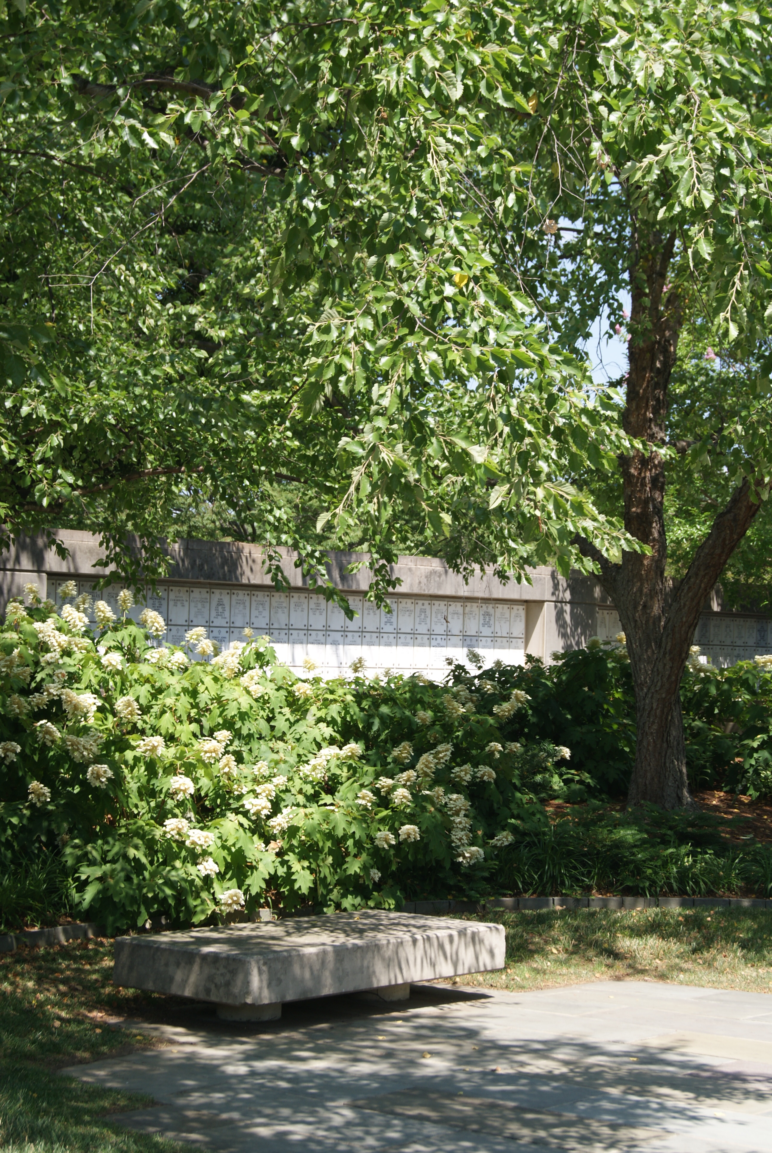 Hydrangea quercifolia, Oakleaf Hydrangea