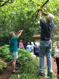Hugh Robinson and Mary Frase pruning the Shade Garden’s redbud tree.