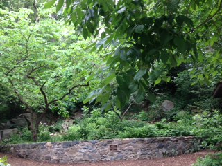 The Shade Garden’s centrally-located native redbud (Cercis canadensis) tree.