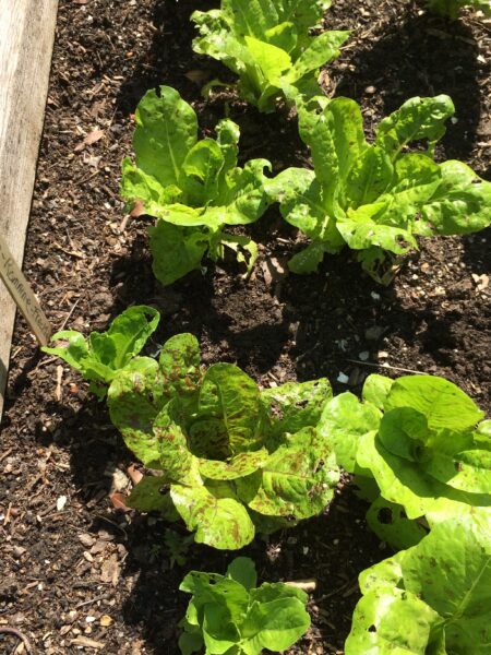Lettuce