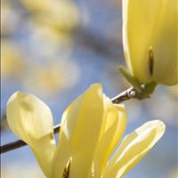 Magnolia ‘Yellowbird’ 