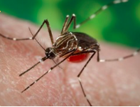 mosquito