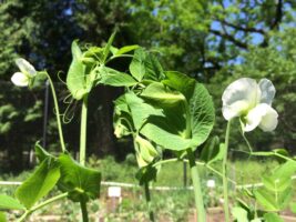 Pea flowers
