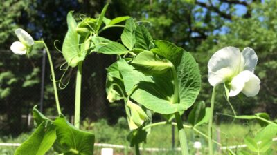 Pea flowers
