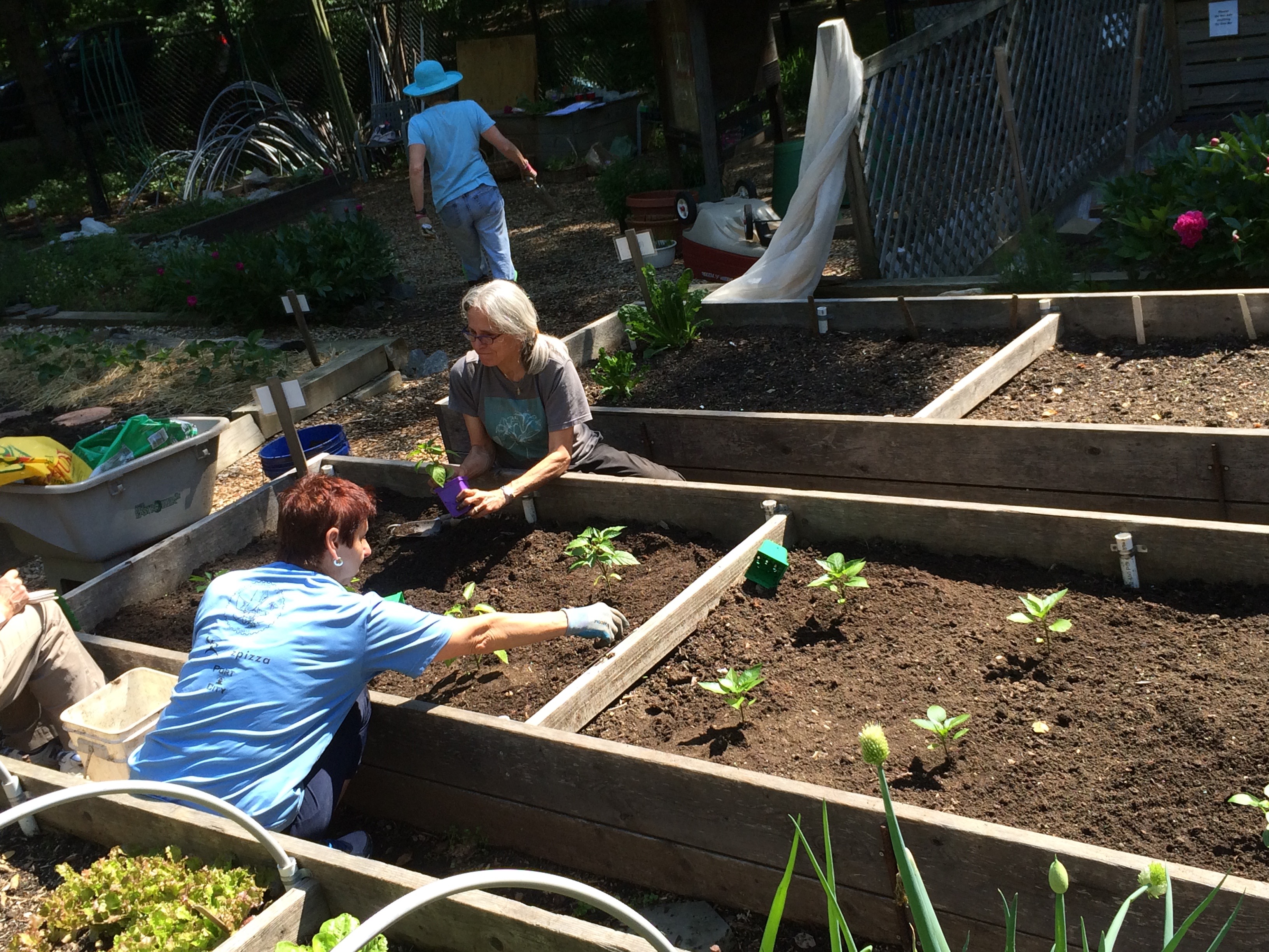Planting peppers