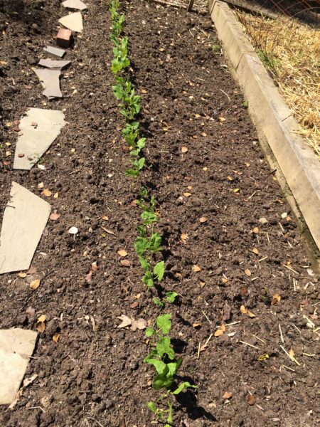 Pole beans