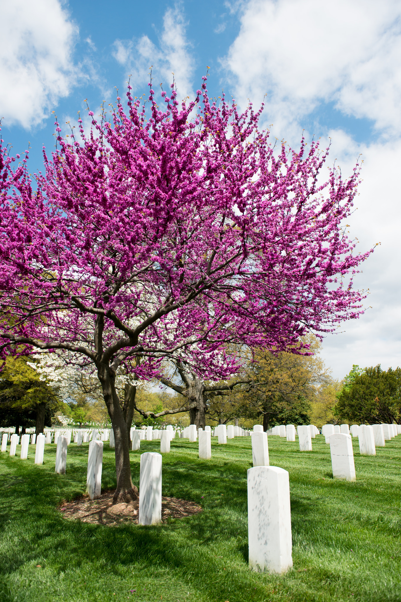 Redbud Tree