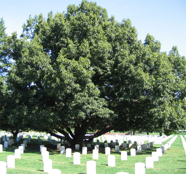 Sawtooth Oak at Arlington Cemetery