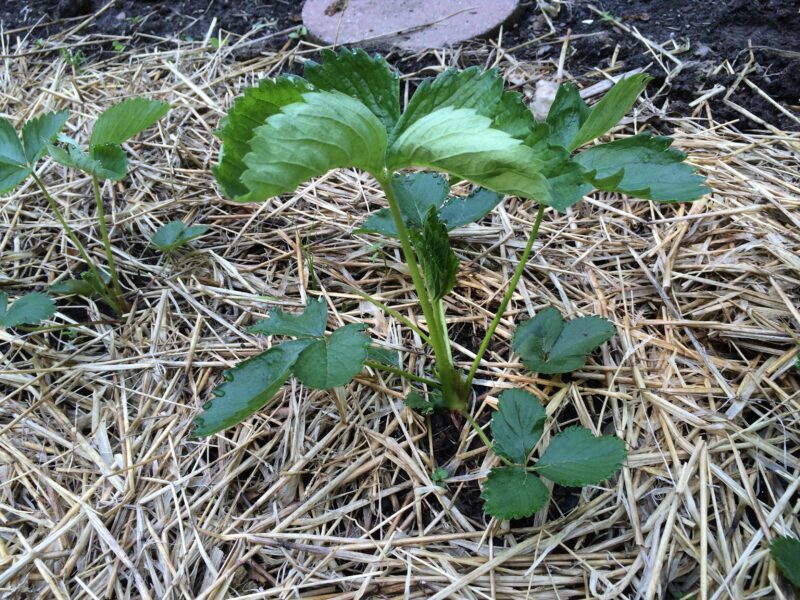 Strawberries