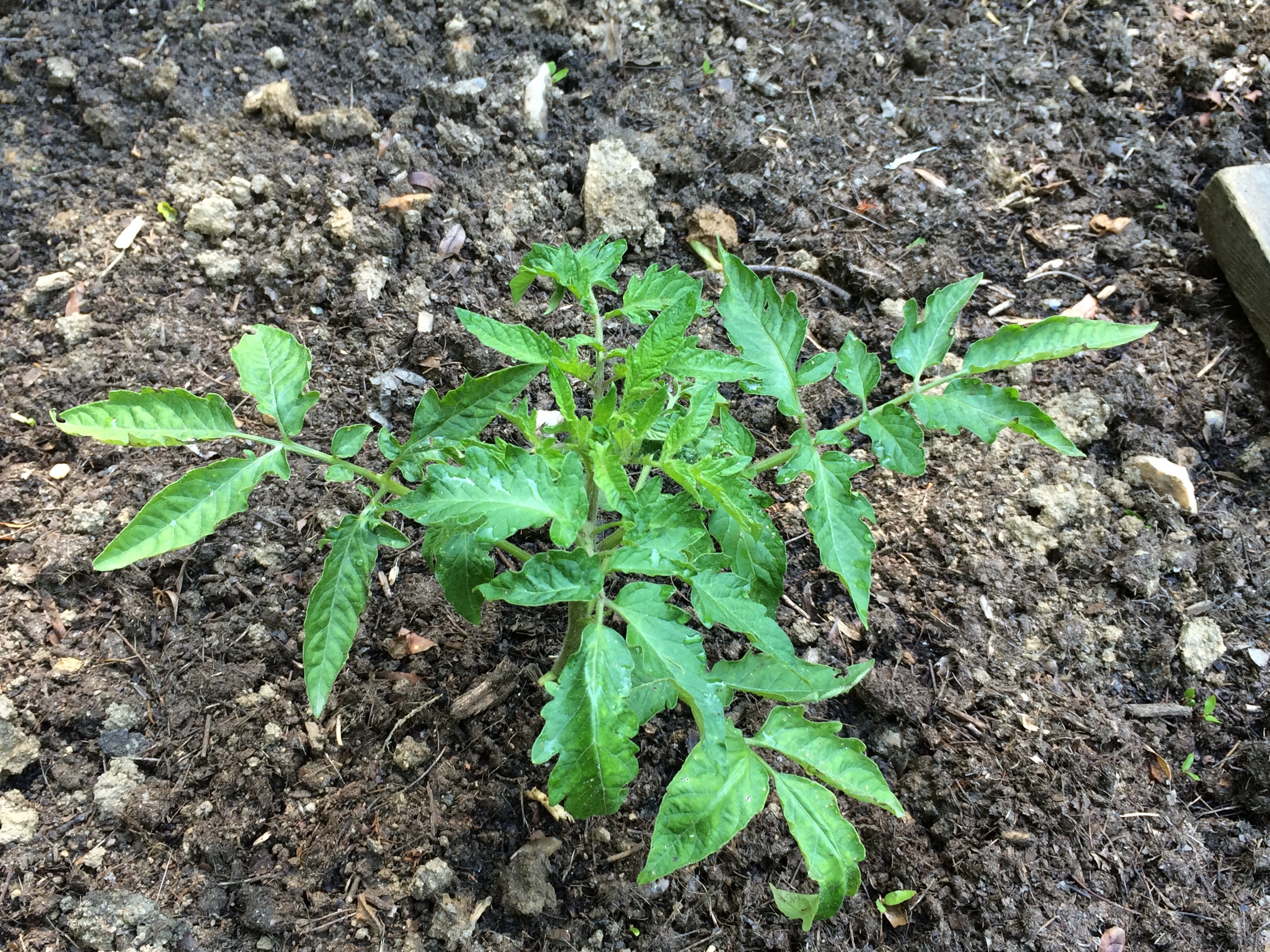 Tomato plantings