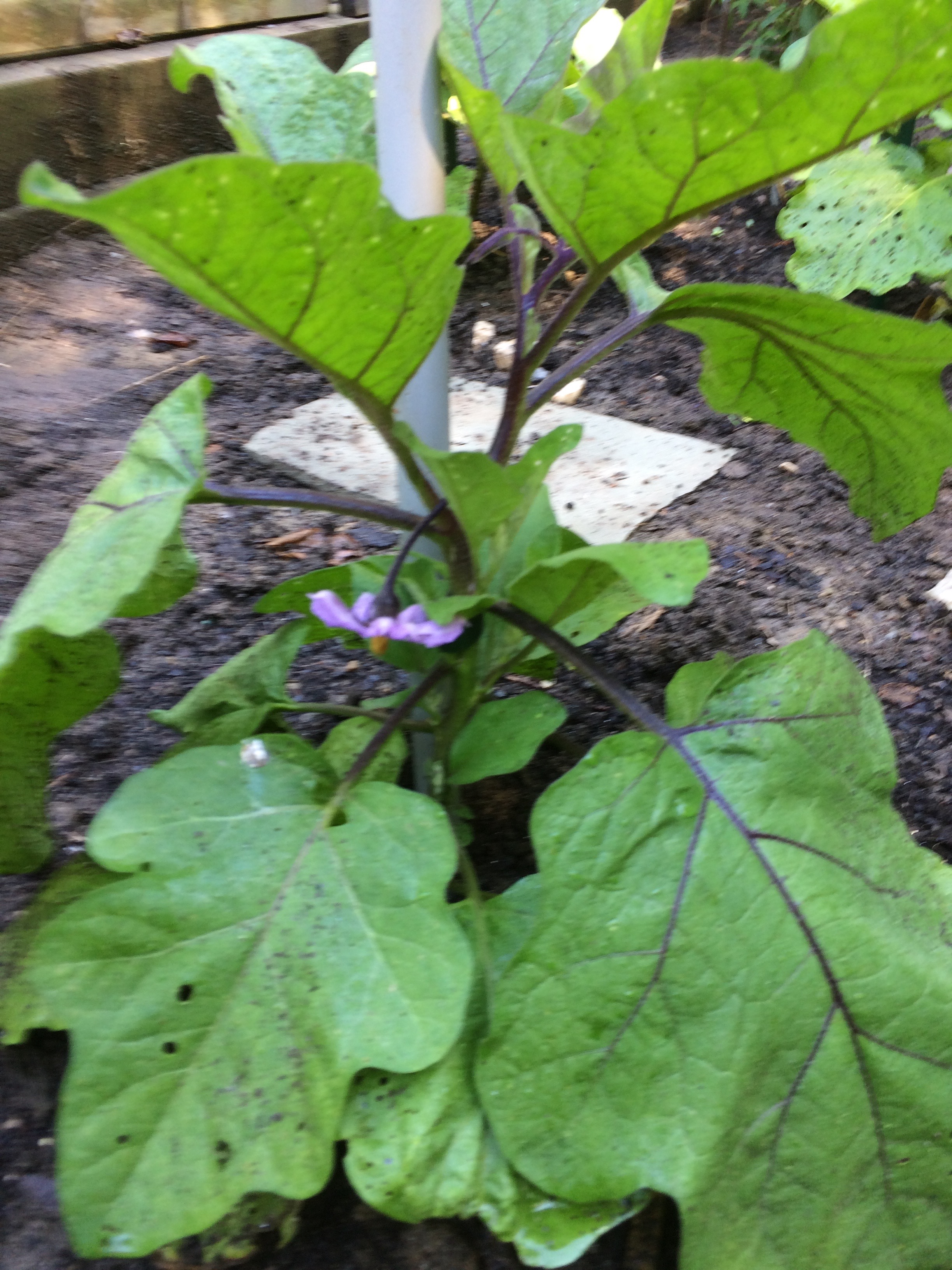EggplantPhoto © Nancy Dowling