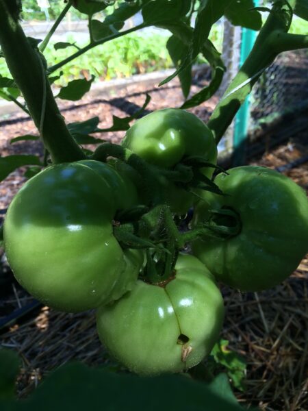 Green tomatoes