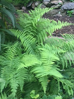 Hay Scented Fern