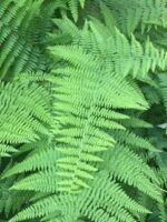 Hay Scented Fern