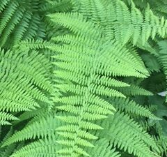 Hay Scented Fern