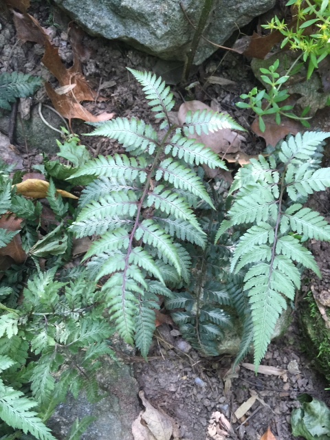 Japanese Painted Fern