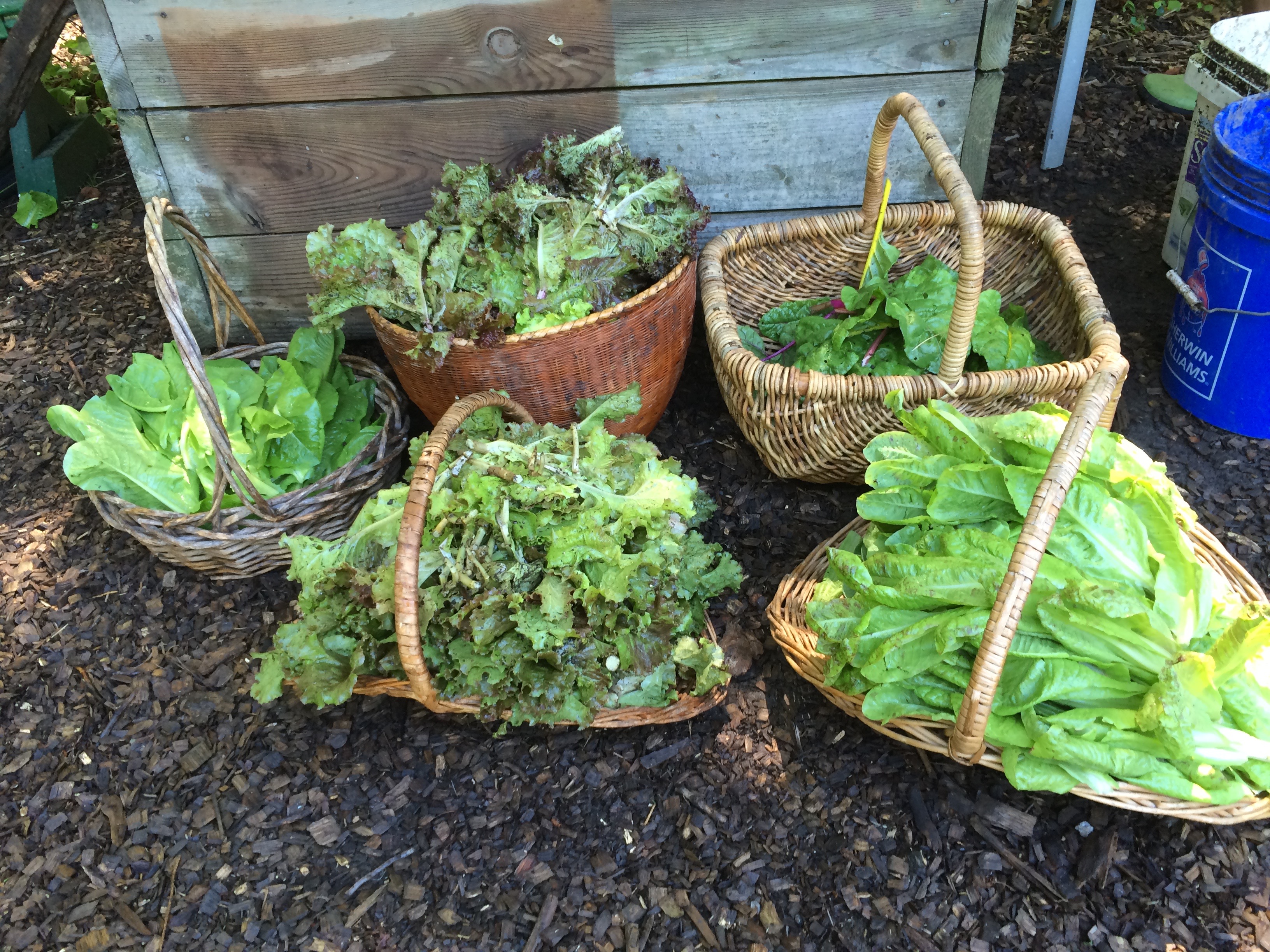 Lots of Lettuce!