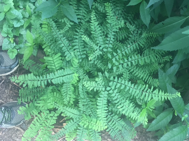 Maidenhair Fern