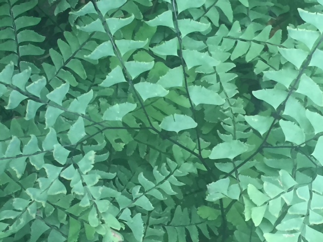 Maidenhair Fern