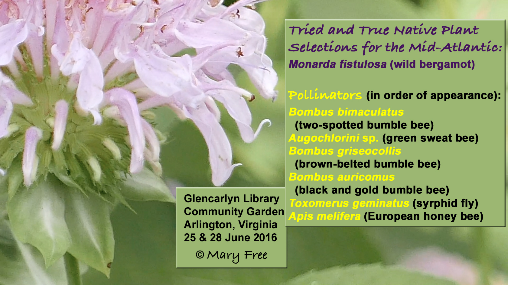 Monarda video credits